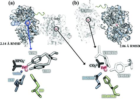 fbpa|FbpA — A bacterial transferrin with more to offer